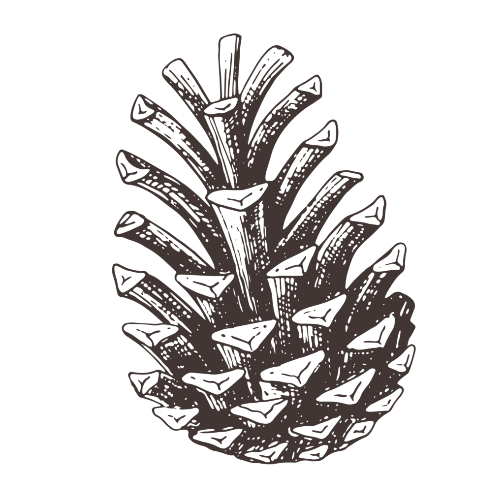pinecone icon